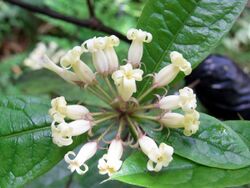 Pittosporum wingii RBG Sydney.JPG