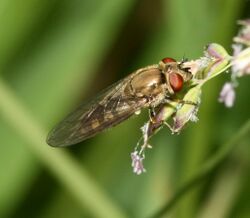 Platycheirus.manicatus fem.jpg