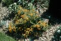 Potentilla parvifolia goldfinger WPC.jpg