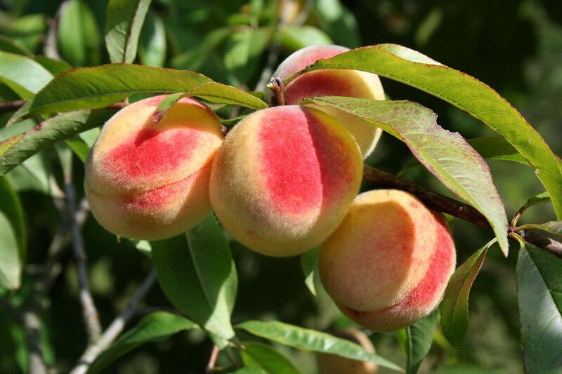 File:Prunus persica - Peach Hungary.jpg