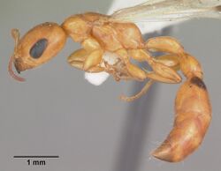 Pseudomyrmex seminole casent0103881 profile 1.jpg