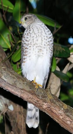 Puerto Rican juvenile sharp-shinned hawk.jpg