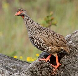 Red-necked Spurfowl 2015 01 17 1406, crop.jpg