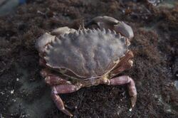 Red Rock Crab (Cancer antennarius) (2281653819).jpg