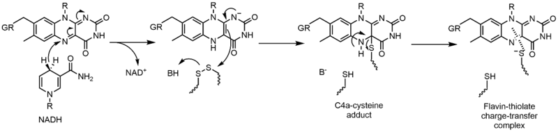 Reductive half-reaction of glutathione reductase.png
