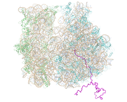 Ribosome-Nascent chain complex.png