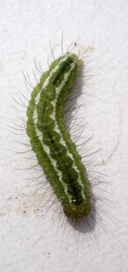 Rivula sericealis larva.jpg
