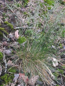 Ruig schapengras plant (Festuca ovina subsp. hirtula).jpg