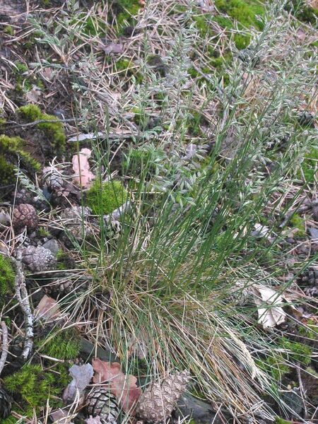 File:Ruig schapengras plant (Festuca ovina subsp. hirtula).jpg