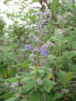 Salvia keerlii.jpg