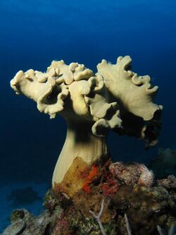 Sarcophyton glaucum at Shaab Angosh reef.JPG