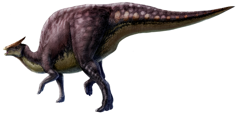 File:Saurolophus scalation.png