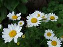 Leucanthemum vulgare