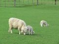 Sheep puppies plus sheep mummy (3861278376).jpg