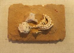 Sineoamphisbaena-Paleozoological Museum of China.jpg