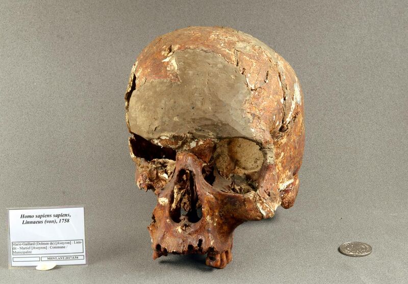 File:Skull (front) - Dolmen de Marie Gaillard MHNT ANT 2017 0 54.jpg