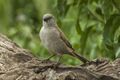 Swahili Sparrow - Tanzania 0180 (22408201137).jpg