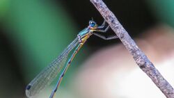 Synlestes selysi female lateral.jpg