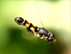 Syritta pipiens-male hovering.jpg