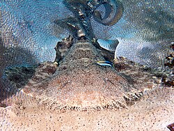 Tasselled wobbegong (Eucrossorhinus dasypogon) - 49929002423.jpg