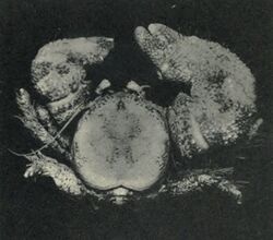 Thickclaw Porcelain Crab (Pachycheles rudis).jpg