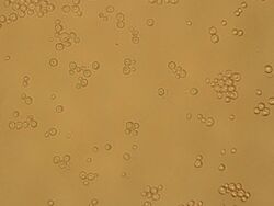 Torulaspora delbrueckii's spores.jpg