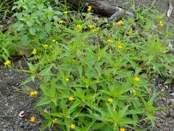 Turneraceae (Tricliceras glanduliferum) (13739075513).jpg