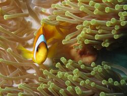 Twoband anemonefish in the Red Sea 1.JPG