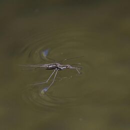 Water strider (Gerridae sp).jpg