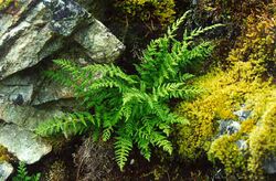 Woodsia scopulina.jpg