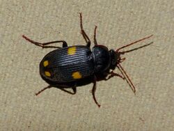 Yellow-spotted Ground Beetle (Epigraphus sp.) (12618400093).jpg