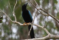 Yucatan Jay -Mexico -adult-8.jpg