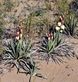 Yucca harrimanniae subsp. sterilis fh 1179. 78 UT B.jpg