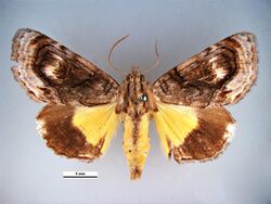 Zalissa catocalina dorsal.jpg