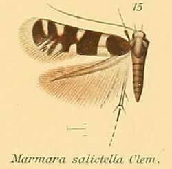 15-Marmara salictella Clemens, 1863.JPG