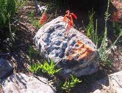 Aloe decumbens - Langeberg Sandstone Fynbos 2.JPG