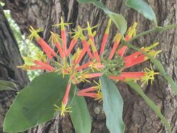 Amylotheca dictyophleba Mistletoe IMG 3603 (5560956384).jpg