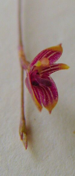 Anathallis articulata - Flickr. 006.jpg