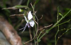 Aneilema acuminatum flower.jpg