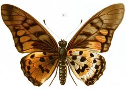 Annalen des Naturhistorischen Museums in Wien (1889) (18014136839), 4.jpg