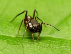 Ant-mimick Jumping Spider (31686321825).jpg