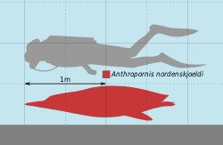 Anthropornis Scale.svg