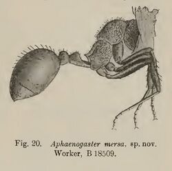 Aphaenogaster mersa Wheeler, 1915 Specimen number B 18509.jpg