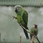 A green parrot with a light-grey head and white eye-spots