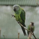 Aratinga weddellii -Beale Park, Reading, Berkshire, England-8a-4c.jpg