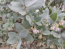 Arctostaphylos glutinosa.jpg