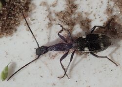 Atractonotus mulsanti.jpg