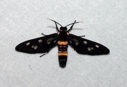 Auriculoceryx pterodactyliformis (Noctuidae- Arctiinae- Syntomini) (4185143396).jpg