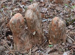 Bald Cypress Taxodium distichum Knees High DoF.JPG