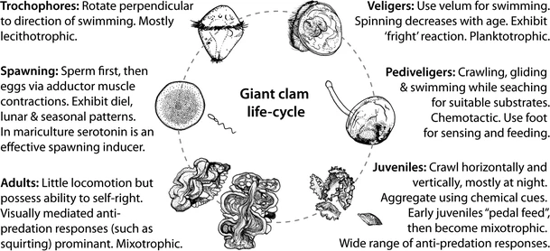File:Behaviours associated with different stages of the giant clam’ life cycle.webp